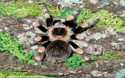 B hamorii female 8-9 cm tarantula